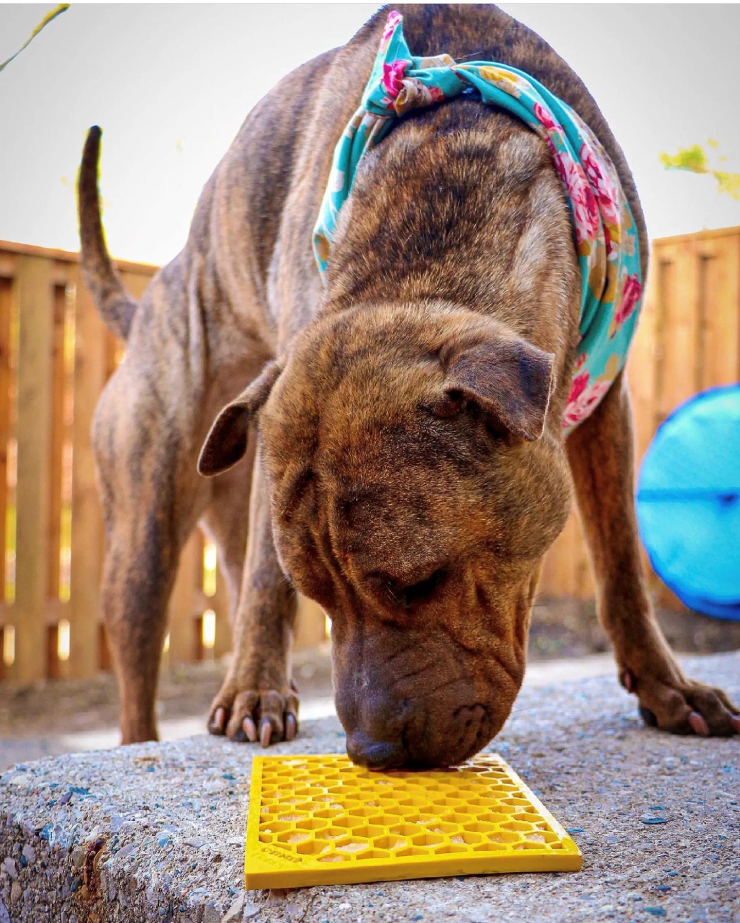 Honeycomb eMat - Enrichment Lick Mat for Dogs and Cats
